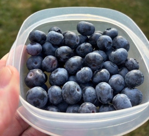 NextImg:Berry Enticing Guest Gardening Post [Lex] 